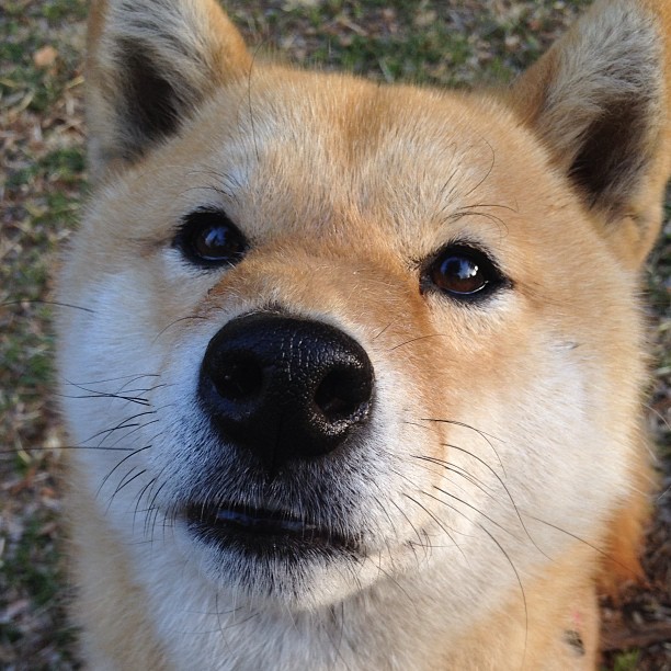 im体育官网首页-法甲职业联赛工资帽探索路径与风险评估,德甲工资帽制度