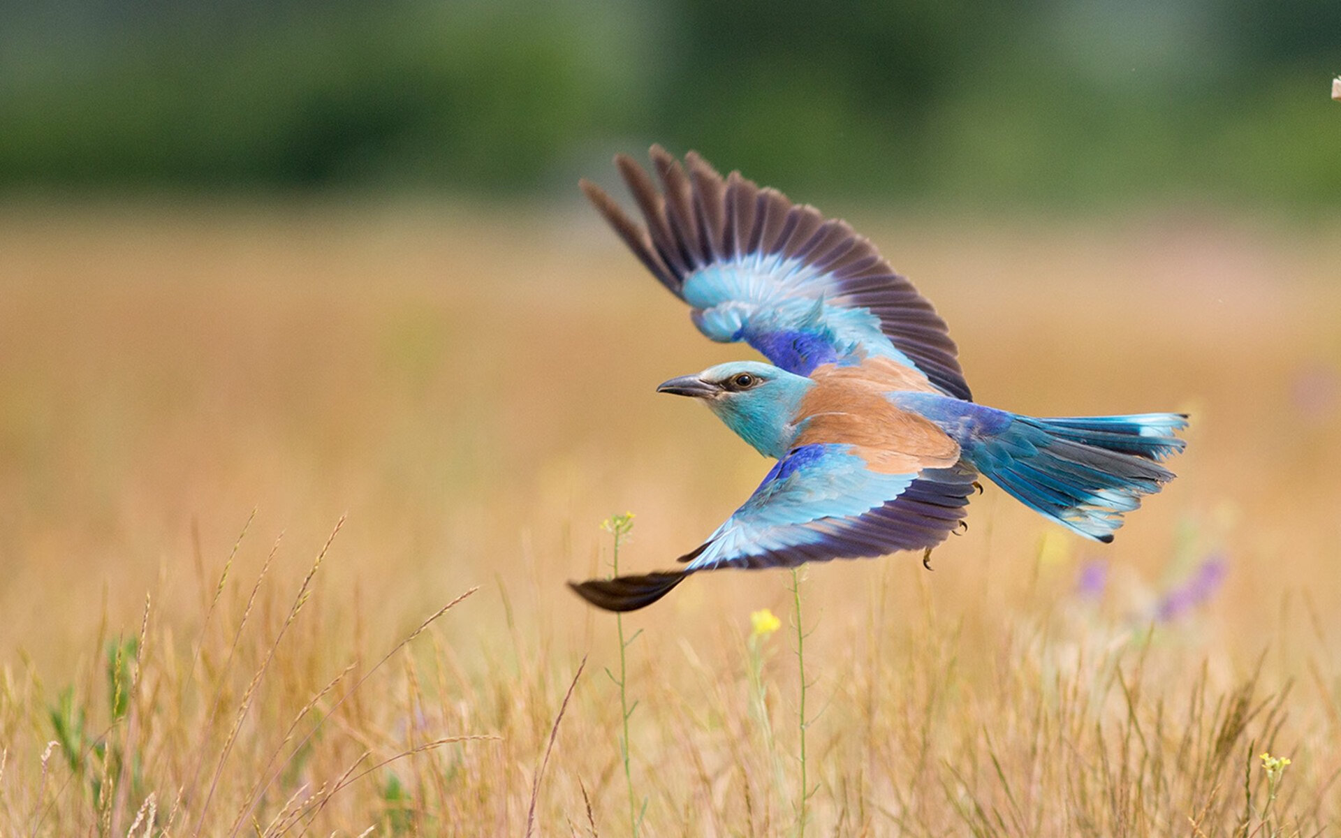 im体育平台官网-CBA球队推进教练考核制度标准化，cba教练布置战术