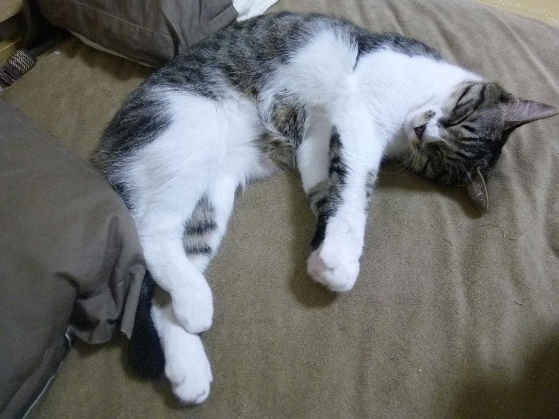 im电竞网页版-“六人制袋棍球：成都七中东部迎来速度与技巧的对抗”