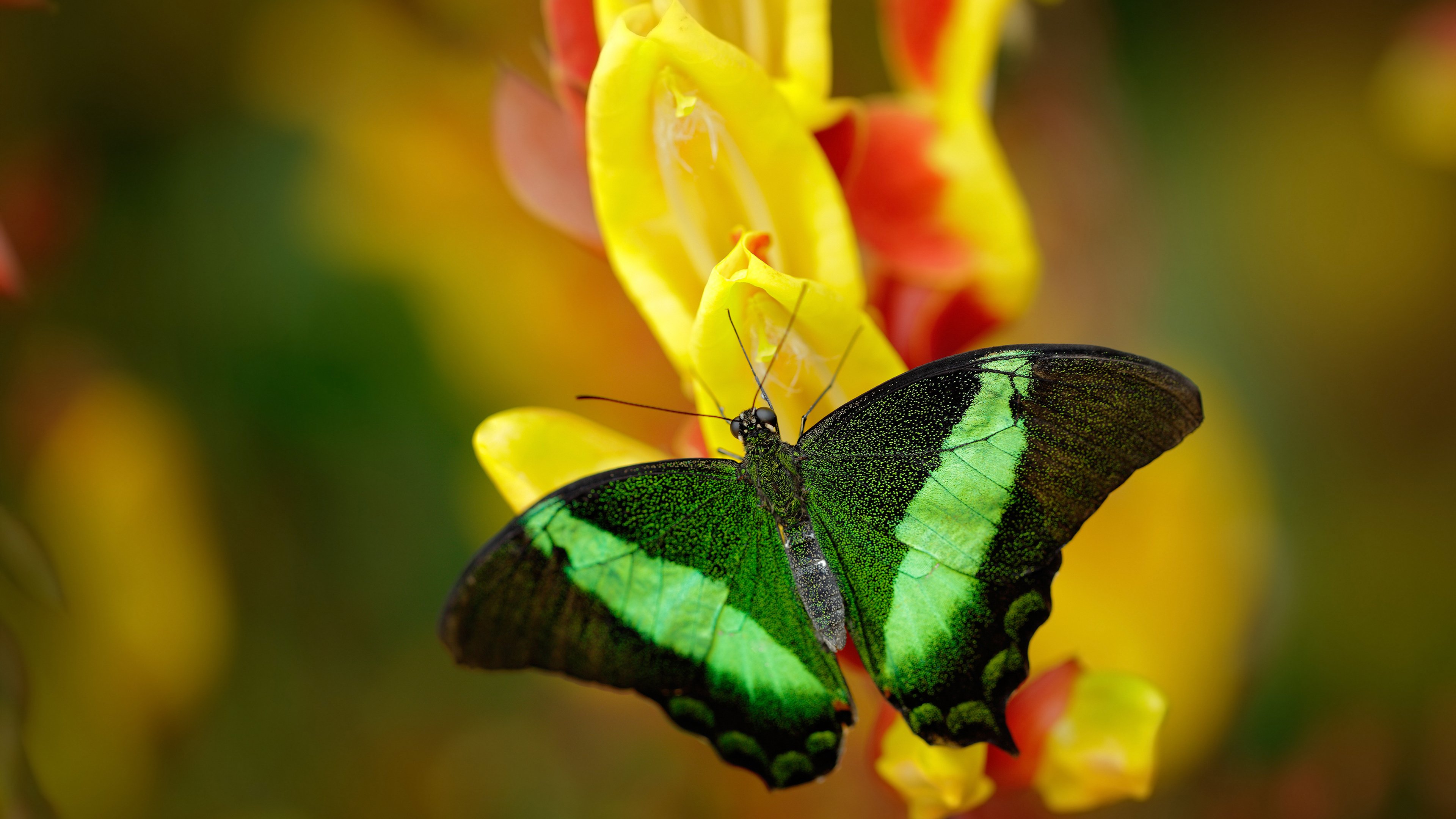 im体育下载-体操器械质量监督抽检结果全部合格,体操器械有哪些图片