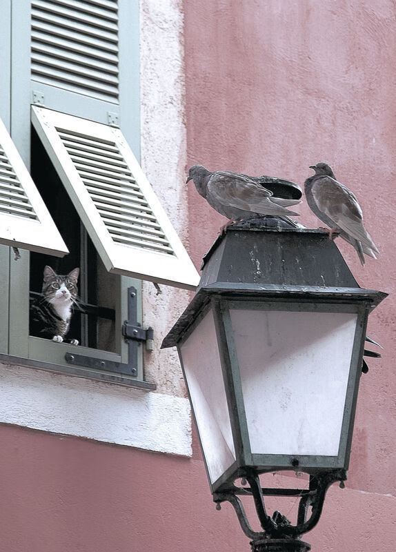 im体育app官方下载-奥运体操项目动作难度系数评估更新,奥运体操最难动作