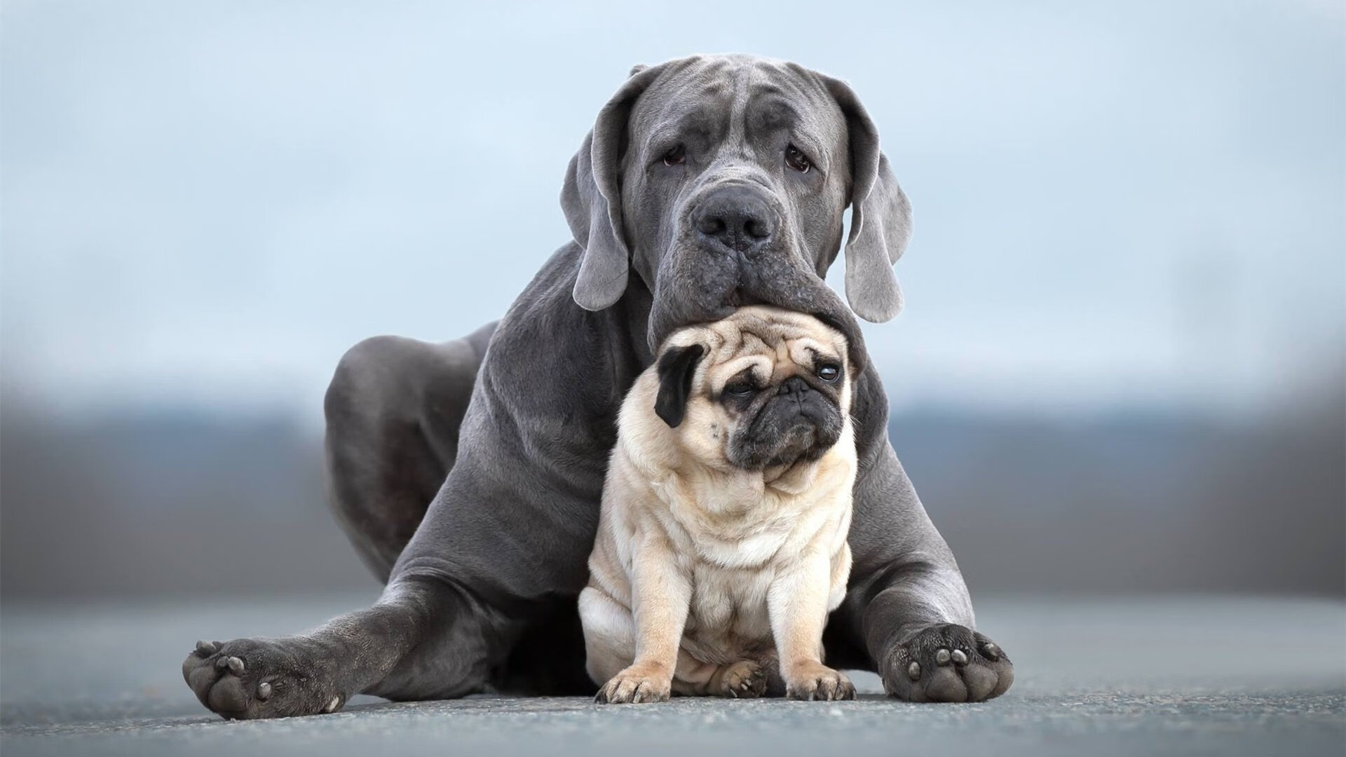 im体育在线登录入口地址-波兰队赛制解析:如何最大化利用赛制中的每一场比赛,波兰队阵型