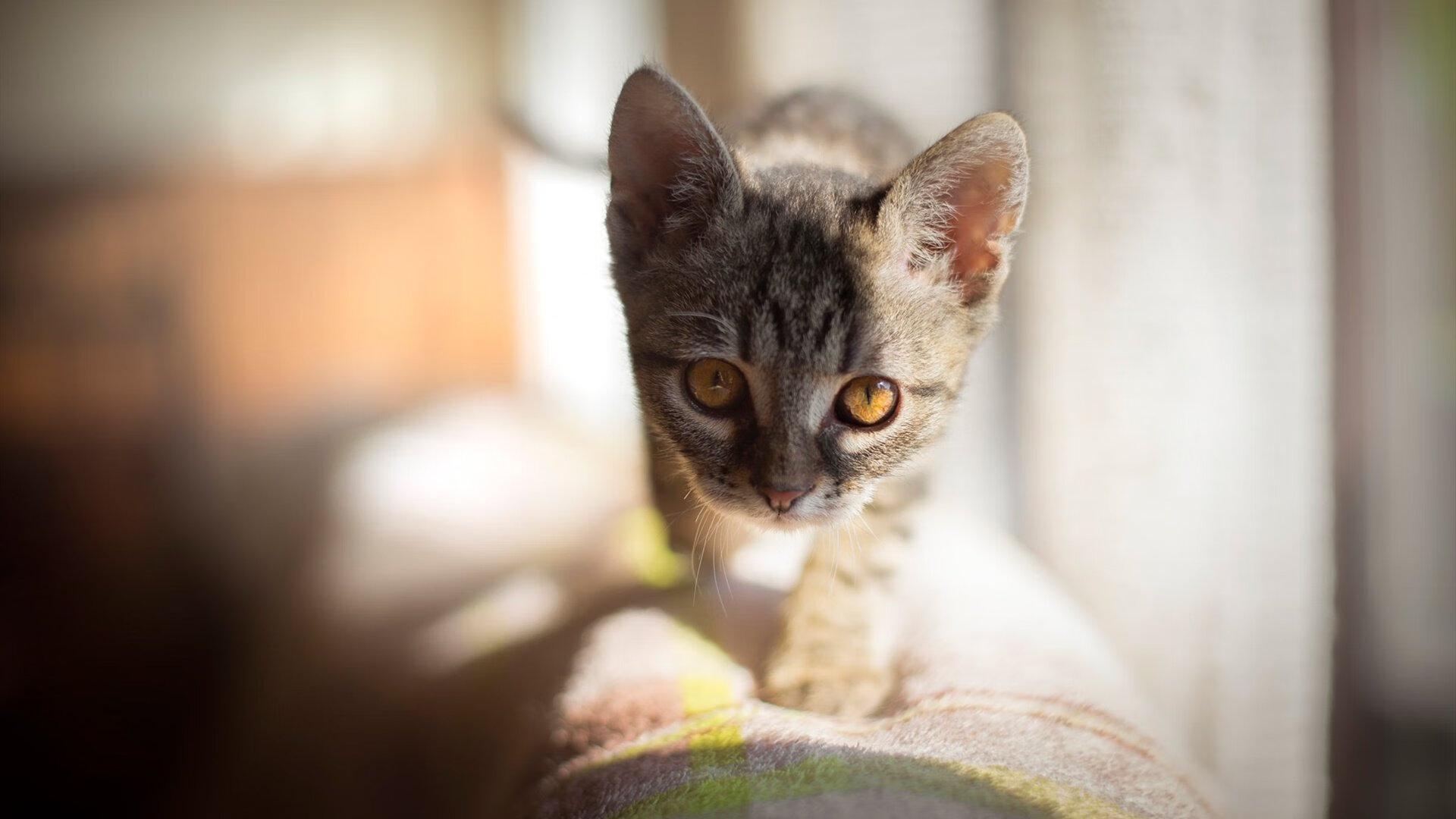 im体育官网首页-花样滑冰融合灯光与舞美提升视觉体验,花样滑冰混合项目