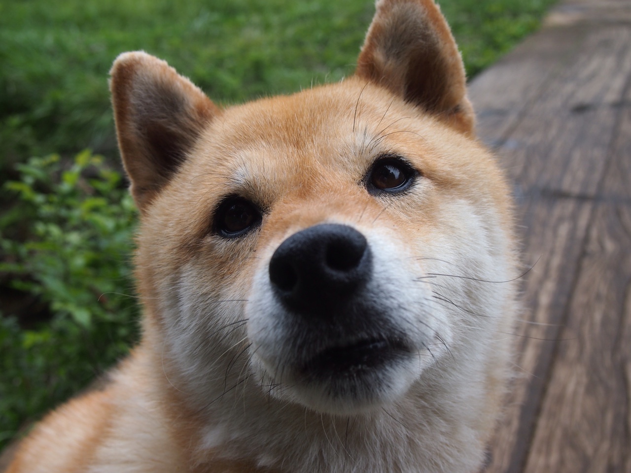 tiyu-imAPP下载-绿色低碳足球运动设备在全国青少年中普及，绿色低碳活动有哪些