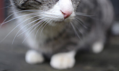 im电竞平台官网-美洲杯明星表现:突破、助攻,精彩不停!,美洲杯巨星