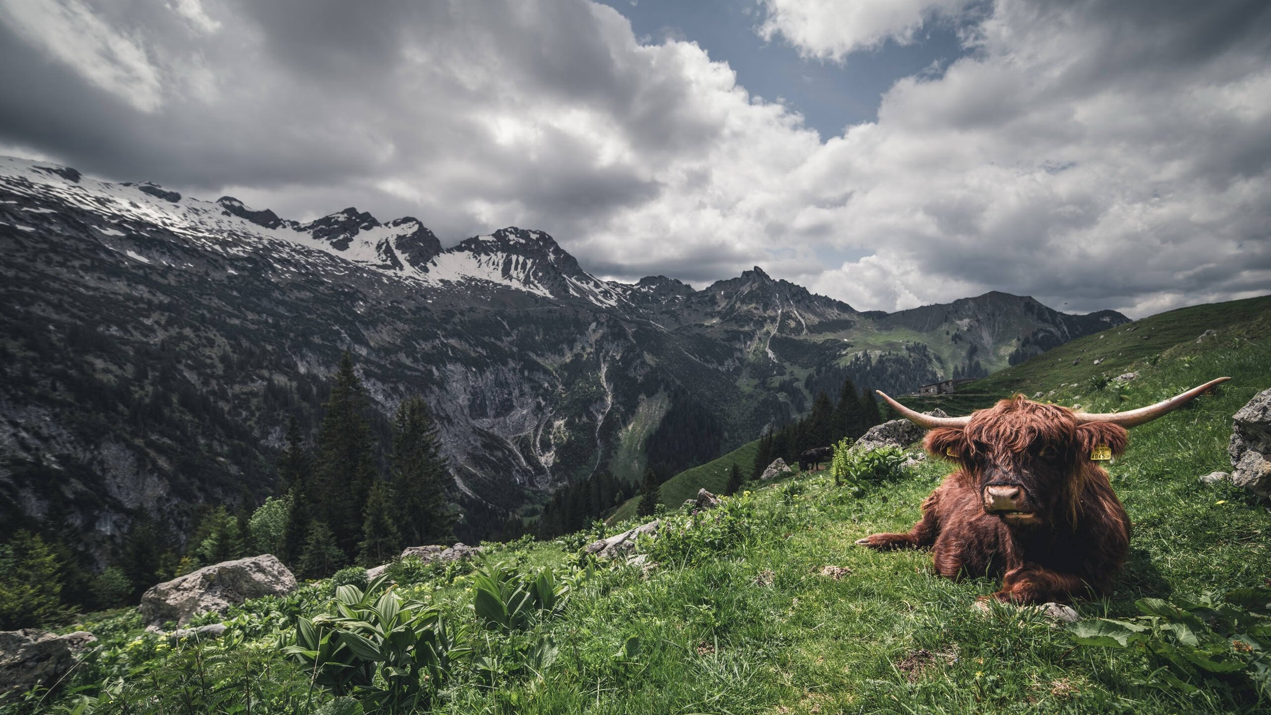 im体育官方平台-美洲杯逆境崛起：实力与勇气的完美融合！，美洲美洲杯