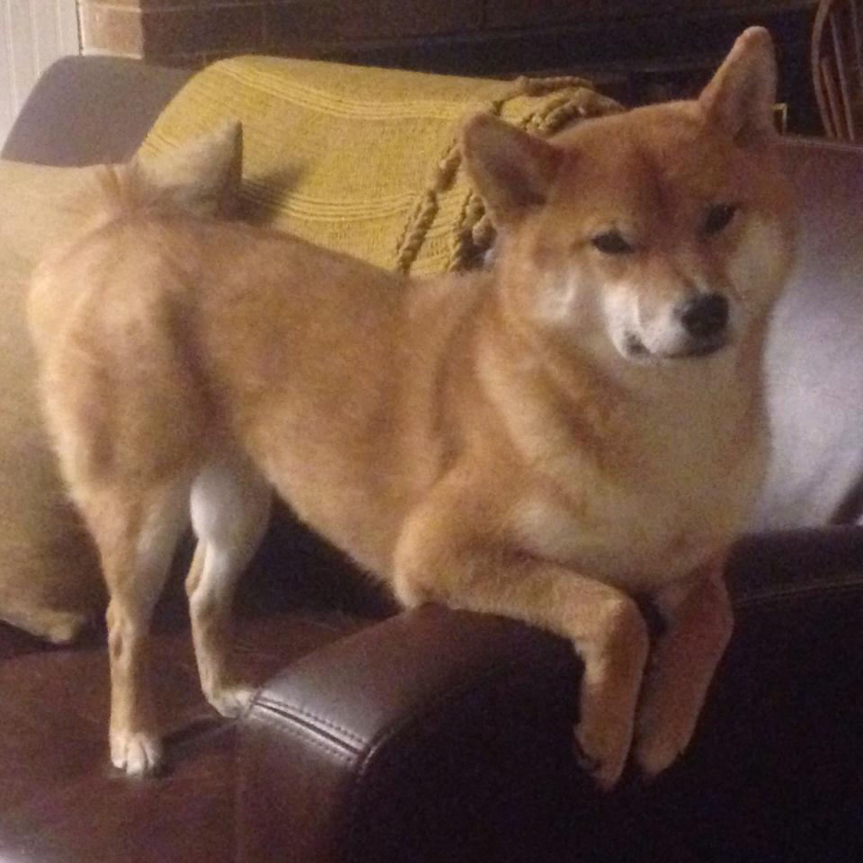 im体育官方平台-青少年足球特色课程融合机器人教学，创新教学模式，足球机器人比赛教学